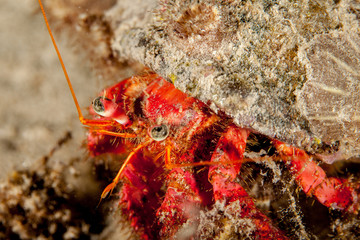 Dardanus calidus is a species of hermit crab from the East Atlantic (Portugal to Senegal) and Mediterranean Sea
