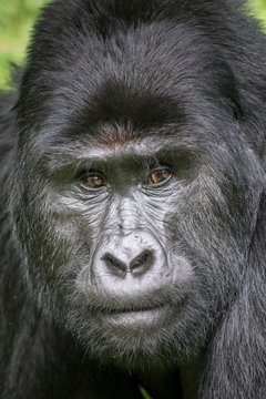 Mountain Gorilla (Gorilla beringei beringei) of the Nkuringo group, Bwindi Impenetrable Forest National Park, Uganda, Africa