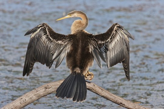 African darter (Anhinga rufa) at Wilderness National Park, South Africa, Africa