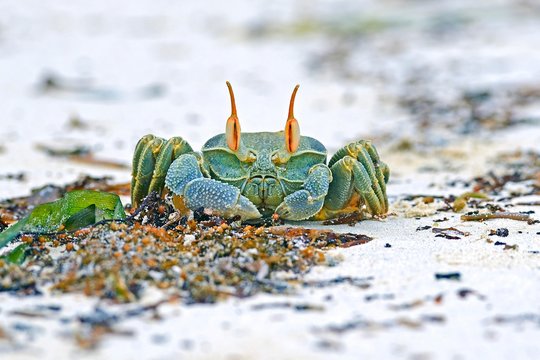 Horned ghost crab (Ocypode ceratophthalmus), Grand Anse, Praslin Island, Seychelles, Africa