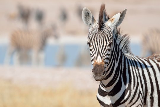 Young Burchell's Zebra (Equus burchelli), Etosha National Park, Namibia, Africa