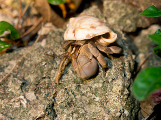 Hermit crab, Sulawesi