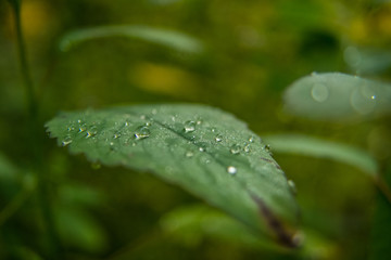 drops on leaf