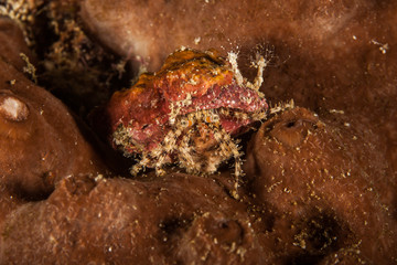 Hermit crab, is a species of marine hermit crab