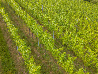 Aerial view of vineyard with plants in row in Switzerland on summer evening.