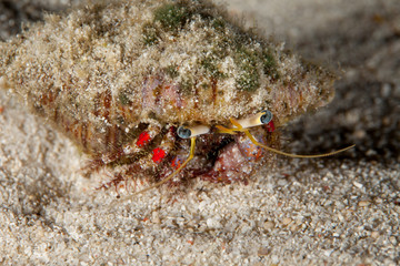 Hermit crab, is a species of marine hermit crab