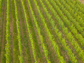 Aerial view of vineyard with plants in row in Switzerland on summer evening.