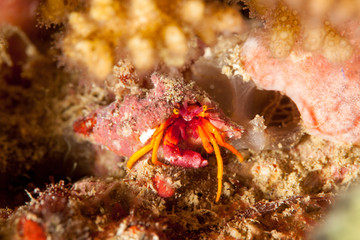 Hermit crab, is a species of marine hermit crab