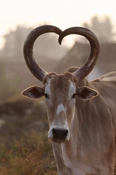 Zebu or humped cattle with heart-shaped horns, Karnataka, South India, India, South Asia, Asia