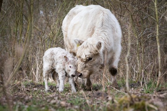 Galloway cattle (Bos primigenius taurus) with blond pigmentation, appropriate animal welfare, free range, suckler cow with newborn calf, Nature reserve D&circ;beritz Heath, Priort, Brandenburg, Germany, Europe