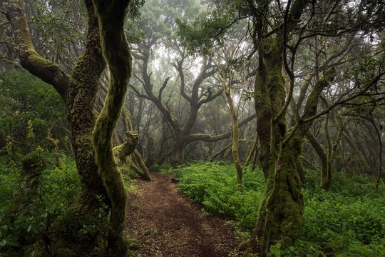 Moss-covered trees in the fog forest, laurel forest, Raya la Llania, El Hierro, Canary Islands, Spain, Europe
