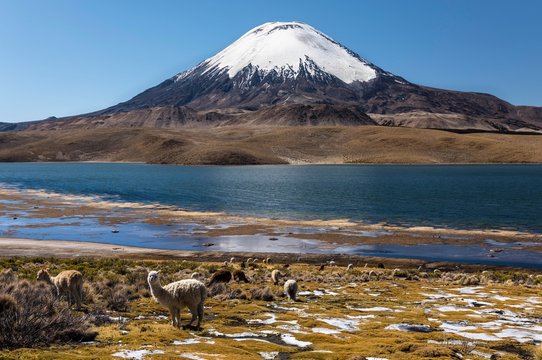 Llama (Lama glama) in front of the volcano Parinacota, altitude 6348m, Lake Chungar&middot;, Lauca National Park, Putre, Parinacota, Regi&Ucirc;n de Arica y Parinacota, Chile, South America