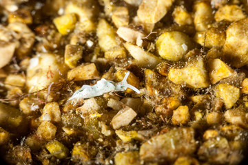 Elysia timida is a species of sacoglossan sea slug, a marine opisthobranch gastropod mollusk