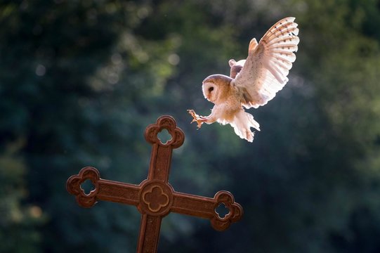 Barn owl (Tyto alba), captive, landing on a cross, Vulkaneifel, Germany, Europe