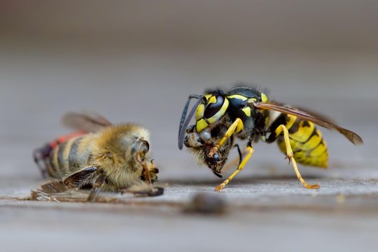 German wasp, also German yellowjacket or European wasp (Vespula germanica) eating western or European honey bee (Apis mellifera), Germany, Europe