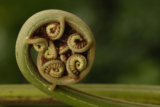 Coiled Frond (Pteridopsida)