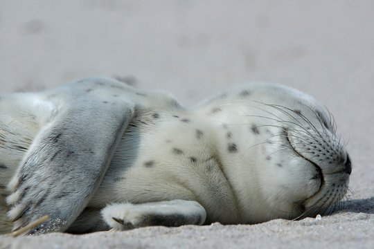 Harbour Seal (Phoca vitulina), pup, East Frisian Islands, East Frisia, Lower Saxony, Germany, Europe