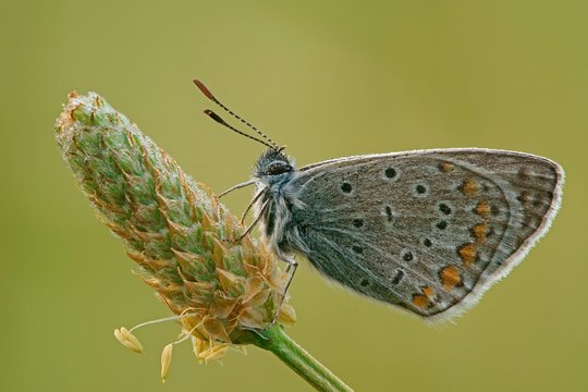 Common Blue (Polyommatus icarus), Hesse, Germany, Europe