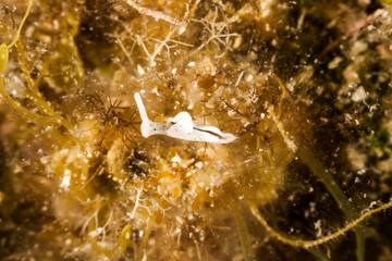 Elysia timida is a species of sacoglossan sea slug, a marine opisthobranch gastropod mollusk