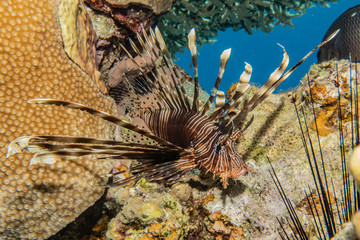 Lion fish in the Red Sea colorful fish, Eilat Israel