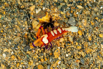 Emperor shrimp, Periclimenes imperator, is a organism of shrimp with a wide distribution across the Indo-Pacific