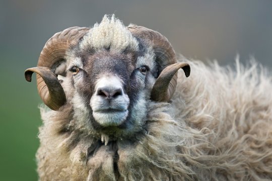 Ram, Mykines, Faroe Islands, Denmark, Europe
