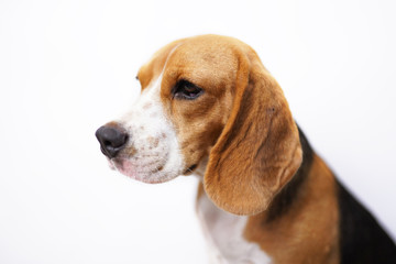 A cute beagle dog isolated on white background.