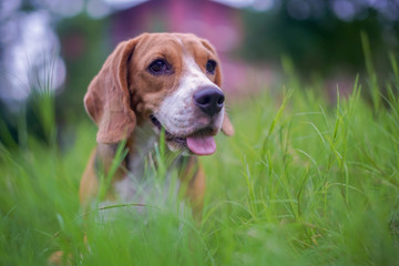 A cute beagle dog sitting on the green grass outdoor in the park .