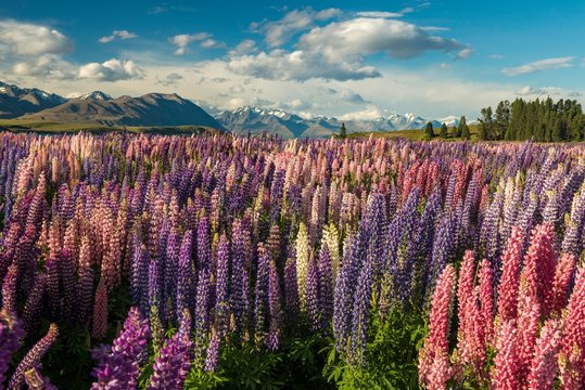 Lupine field (Lupinus) on the shores of Lake Tekapo, Tekapo, Canterbury Region, Southland, New Zealand, Oceania