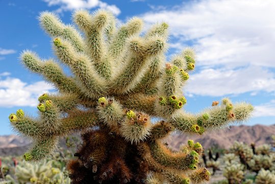 Cholla Cactus, Cholla Cactus Garden, Joshua Tree National Park, Desert Center, California, USA, North America
