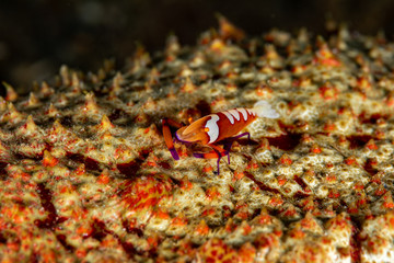 Emperor shrimp, Periclimenes imperator, is a organism of shrimp with a wide distribution across the Indo-Pacific