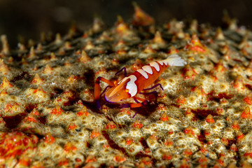 Emperor shrimp, Periclimenes imperator, is a organism of shrimp with a wide distribution across the Indo-Pacific