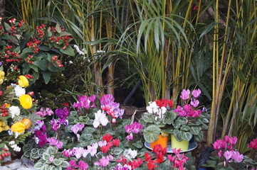 flowers in the garden