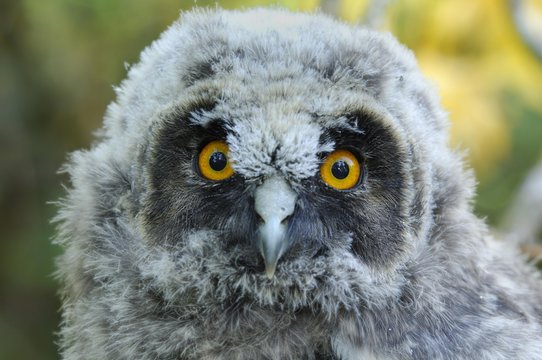 Portrait of a young long-eared owl (Asio otus)