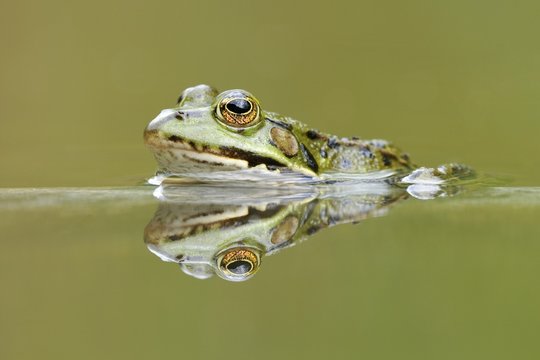 Water frog (Rana esculenta, Pelophylax kl. esculentus) with reflection
