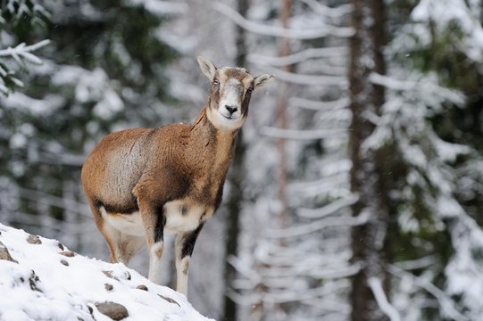 European Mouflon (Ovis orientalis musimon), female, in a snowy winter landscape