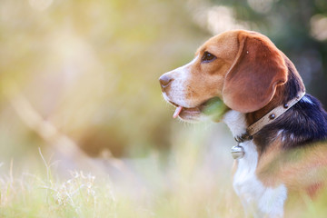 Portrait of a cute beagle dog outdoor in the park on sunny day.