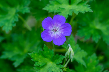 Cranesbills group of flowers, Geranium Rozanne in bloom, beautiful flowering plant with green leaves
