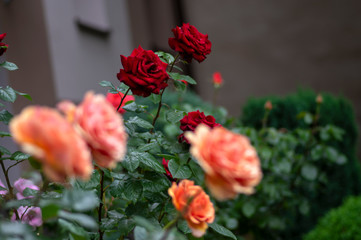Fototapeta premium Group of orange roses in bloom, beautiful ornamental flowering plant, summer season garden blossoms