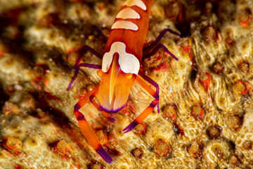 Emperor shrimp, Periclimenes imperator, is a organism of shrimp with a wide distribution across the Indo-Pacific