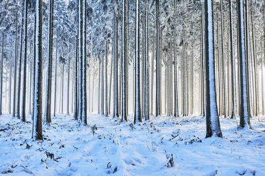 Snow-covered spruce forest, Lindenberg, Horben, Canton of Aargau, Switzerland, Europe