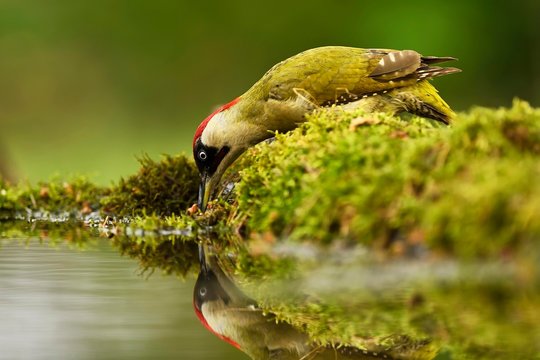 European green woodpecker (Picus viridis), male drinking water, Kiskuns&middot;g National Park, Hungary, Europe