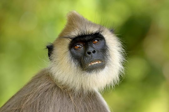 Priam Bilder Durchsuchen 282 Archivfotos, und Videos