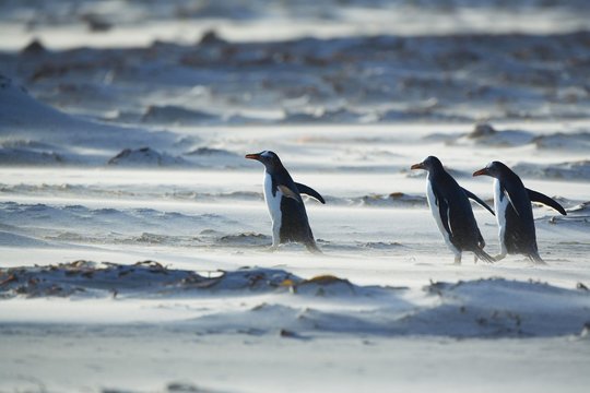 Gentoo Penguins (Pygocelis papua papua) marching in line, Sea Lion Island, Falkland Islands, South Atlantic, South America