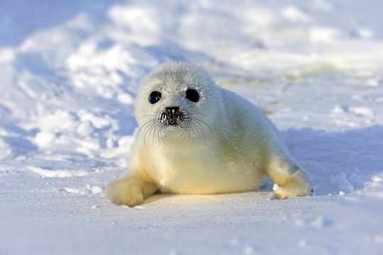 Harp Seal or Saddleback Seal (Pagophilus groenlandicus, Phoca groenlandica), pup on pack ice, Magdalen Islands, Gulf of Saint Lawrence, Quebec, Canada, North America