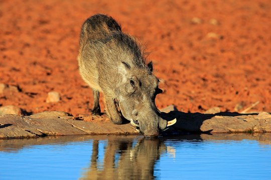 Warthog (Phacochoerus aethiopicus), adult, at the waterhole, drinking, Tswalu Game Reserve, Kalahari Desert, North Cape, South Africa, Africa