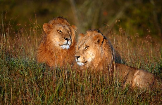 Two wet, male lions (Panthera leo) at sunrise, Maasai Mara National Reserve, Narok County, Kenya, Africa
