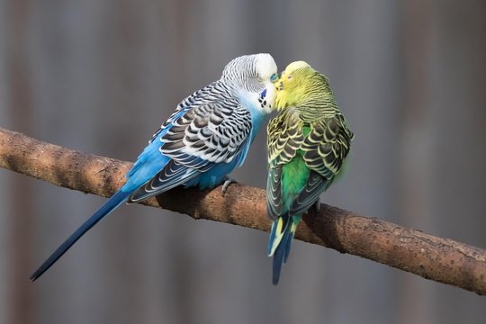 Budgerigars (Melopsittacus undulatus) kissing, captive