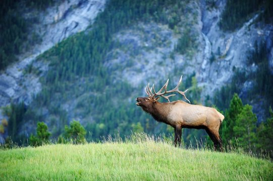Elk (Cervus canadensis) bugling in the rut, Banff National Park, Alberta Province, Canada, North America