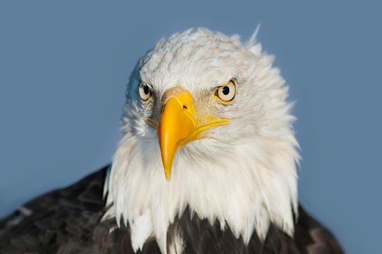 Bald eagle (Haliaeetus leucocephalus), male, portrait, captive, Germany, Europe